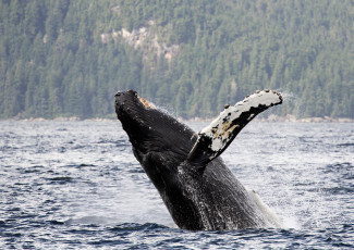 Картинка chatham strait alaska животные киты кашалоты горбатый кит горбач длиннорукий полосатик аляска пролив Чатем вода