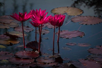 Картинка цветы лилии водяные нимфеи кувшинки водоем листья