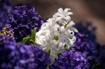 Картинка цветы гиацинты белый макро