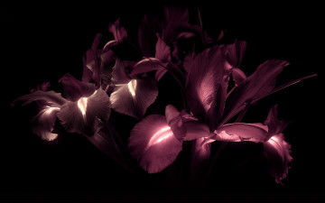 Картинка цветы ирисы подсветка лилии