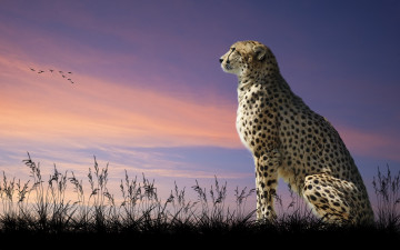 Картинка животные гепарды кошка хищник небо взгляд в даль