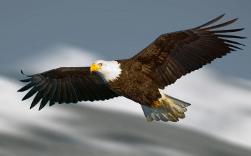 Картинка животные птицы хищники полет орел размах крылья