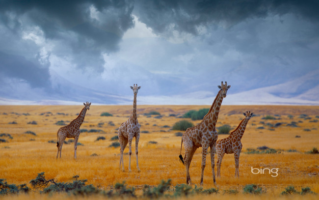 Обои картинки фото животные, жирафы, сафари