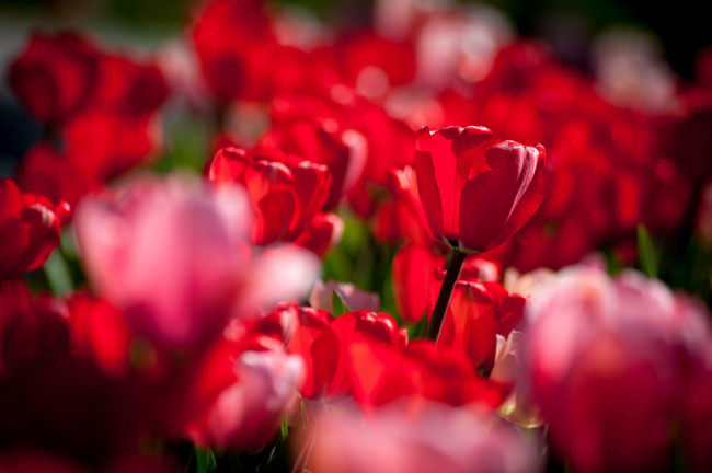 Обои картинки фото цветы, тюльпаны, бутоны, боке