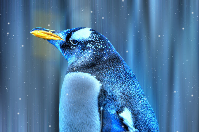 Обои картинки фото животные, пингвины, снег, птица