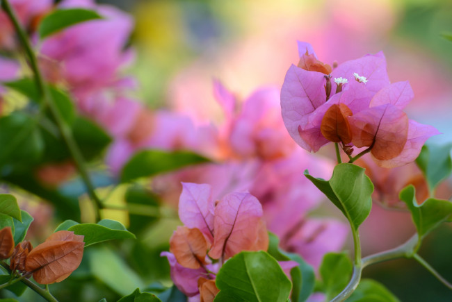Обои картинки фото цветы, бугенвиллея, розовый