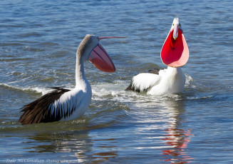 обоя животные, пеликаны, птицы, плавают, кричат, клювы, вода
