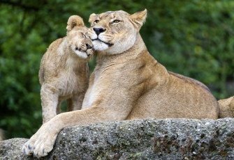 обоя животные, львы, любовь