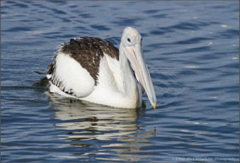Картинка животные пеликаны птица клюв вода плавает