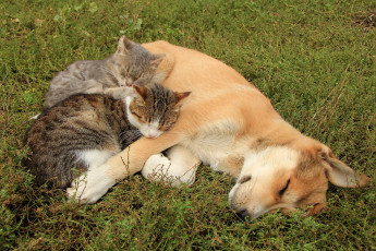 Картинка животные разные+вместе кошки собака друзья