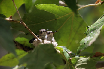Картинка животные колибри листья зелень гнездо птицы пара