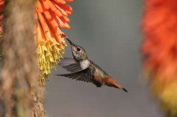 Картинка животные колибри птица цветы опыление