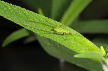 Картинка животные кузнечики +саранча насекомое кузнечик зелёный макро трава