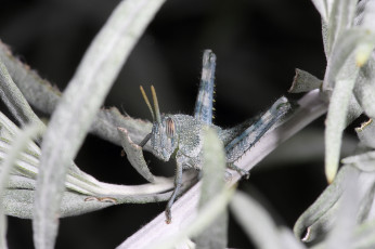 Картинка животные кузнечики +саранча насекомое кузнечик серый макро трава
