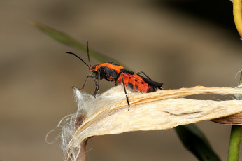 Картинка животные насекомые жук красный макро