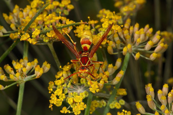 Картинка животные пчелы +осы +шмели растение оса насекомое природа макро