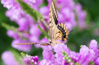 Картинка животные бабочки бабочка цветок