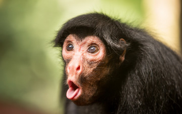 Картинка животные обезьяны black spider monkey природа фон