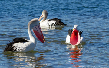 Картинка животные пеликаны птицы плавают кричат клювы вода