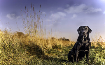 Картинка животные собаки взгляд лабрадор