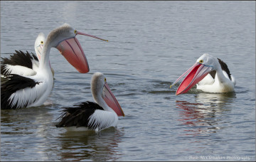 Картинка животные пеликаны вода птицы клювы