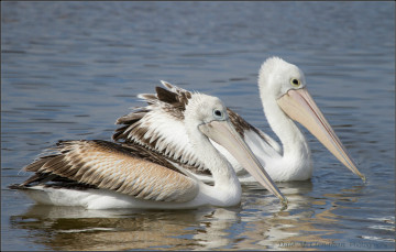 Картинка животные пеликаны вода птицы пара