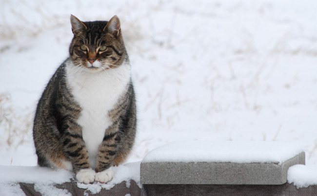 Обои картинки фото животные, коты, кот, животное, окрас, взгляд, уши, усы, лапки, зима, снег