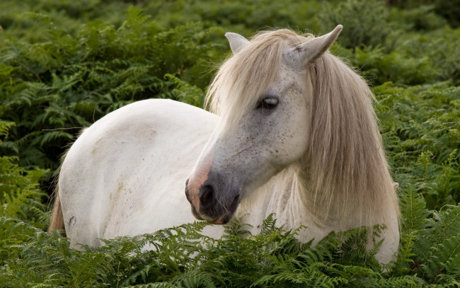Обои картинки фото животные, лошади, конь, природа, лето