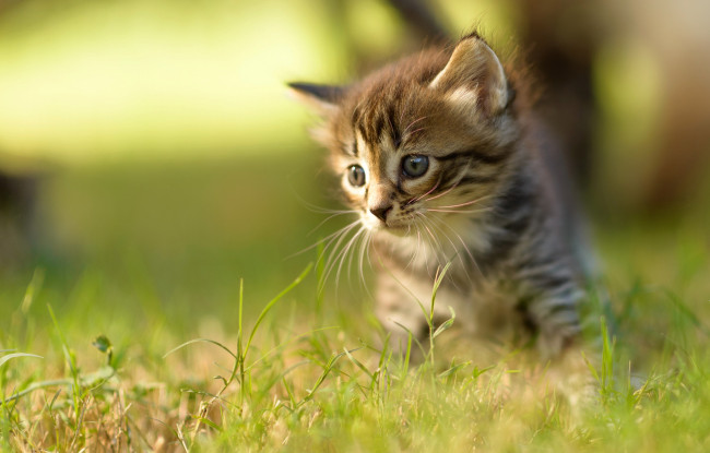 Обои картинки фото животные, коты, котенок, серый, полосатый, взгляд, трава, лето, размытость