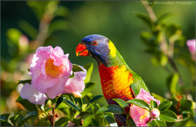 Обои картинки фото животные, попугаи, цветы, розовые, природа, попугай