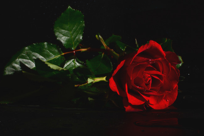 Обои картинки фото цветы, розы, одиночество, красный