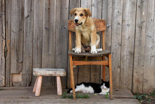 Обои картинки фото животные, разные вместе, кошка, собака, друзья