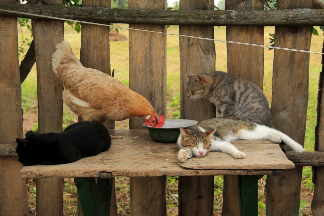 Обои картинки фото животные, разные вместе, кошки, курица, забор