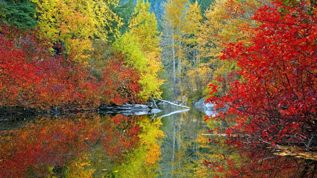 Обои картинки фото природа, реки, озера, осень, лес, река, бревно