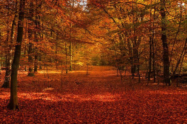Обои картинки фото природа, лес, дорога, осень
