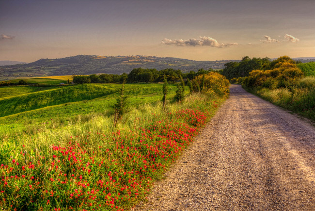 Обои картинки фото природа, дороги, цветы, трава, дорога, поля, италия, зелень, солнце, лето, деревья, кусты