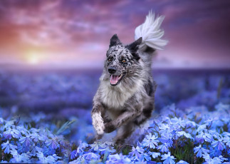 Картинка животные собаки цветы природа поле пёс собака бег