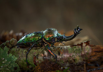 Картинка животные насекомые вода мох природа насекомое жук дерево