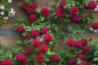 Картинка цветы розы красные стена