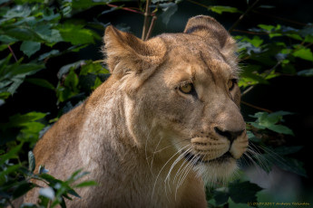 Картинка животные львы отдых львица ветки природа