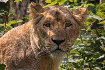 Картинка животные львы природа ветки отдых львица