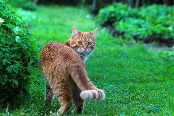 Картинка животные коты лето кот степан стёпка рыжий кошки природа
