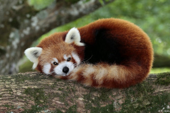 Картинка животные панды панда дерево природа животное отдых