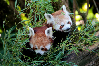 Картинка животные панды природа еда ветки пара бамбук