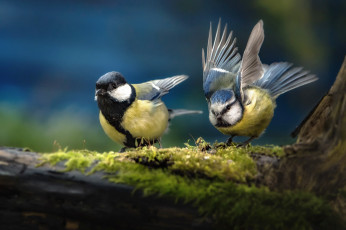 Картинка животные синицы +лазоревки мох пара птицы мира