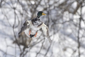 Картинка животные утки природа полет зима птица утка