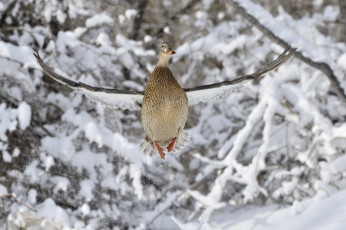 Картинка животные утки утка зима природа птица полет