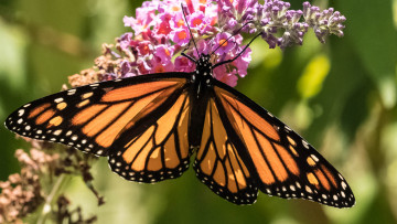 Картинка животные бабочки +мотыльки +моли усики крылья окрас бабочка