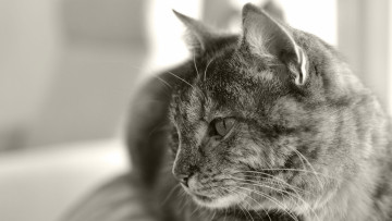 Картинка животные коты черно-белое фото морда