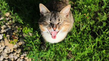 Картинка животные коты морда растения камни